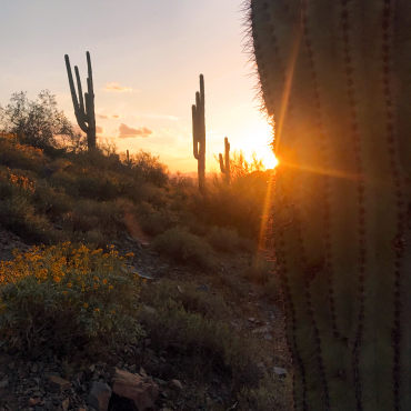 McDowell Mountains